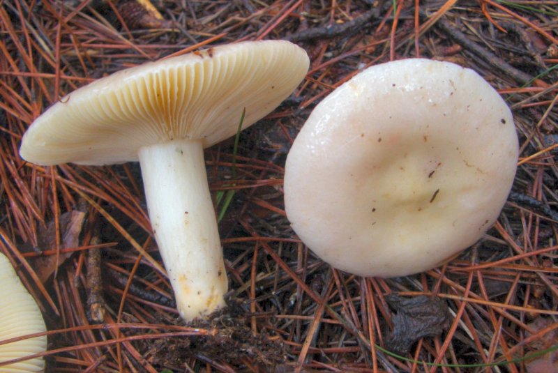 Russula sp da determinare (pino marittimo)